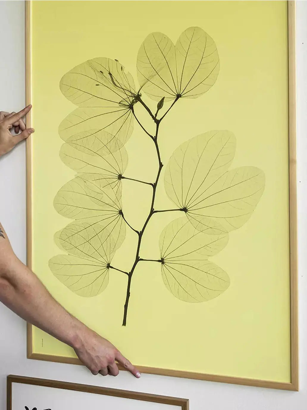 Plakat Orkidebauhinia Fine Little Day BÉBÉ Concept