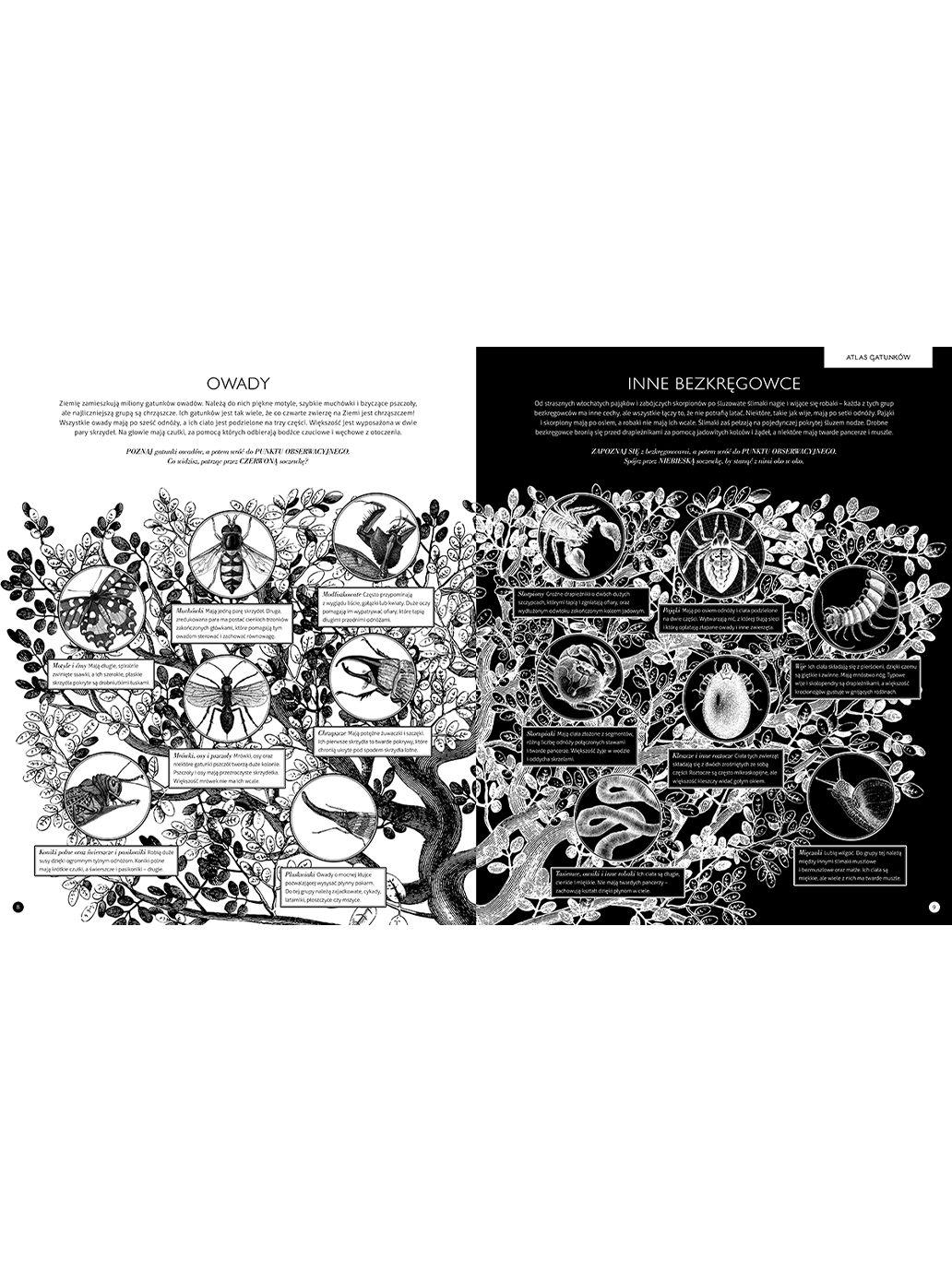 Gabinet owadów Wydawnictwo Dwie Siostry BÉBÉ Concept