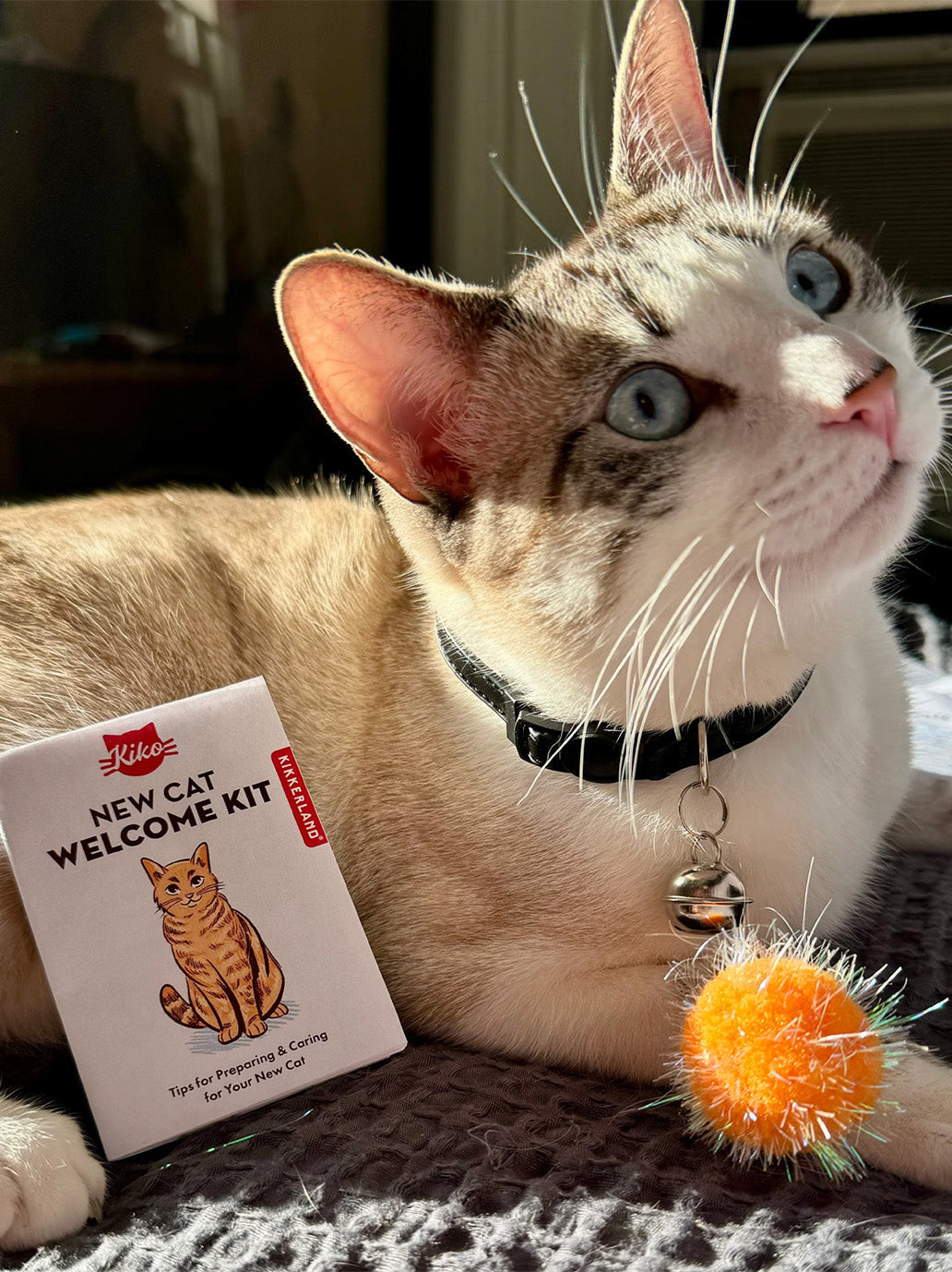 Zestaw dla kota Kobe Cat Welcome Kit Kikkerland BÉBÉ Concept