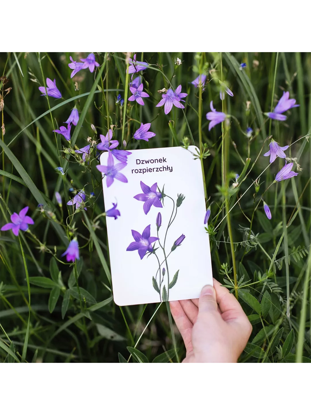 Edukacyjne karty spacerowe Nanuki BÉBÉ Concept