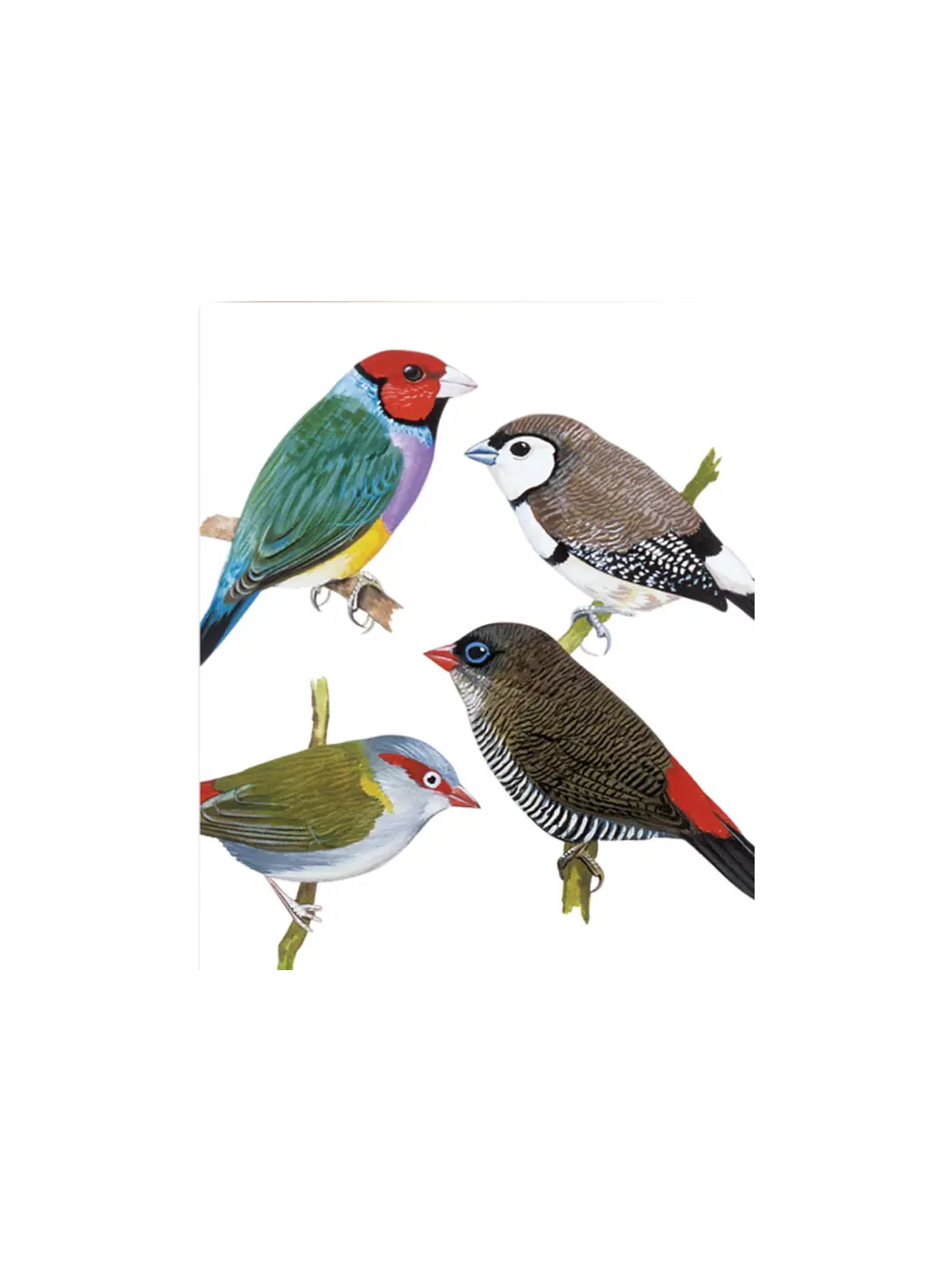 Ozdobna kartka z kopertą Finches Archivist Gallery BÉBÉ Concept