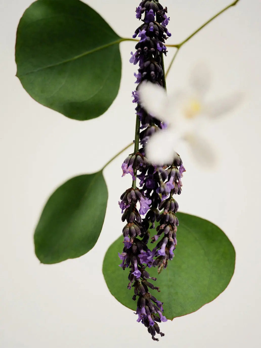 Naturalna świeca zapachowa Lavender Maison Louis Marie BEBE Concept