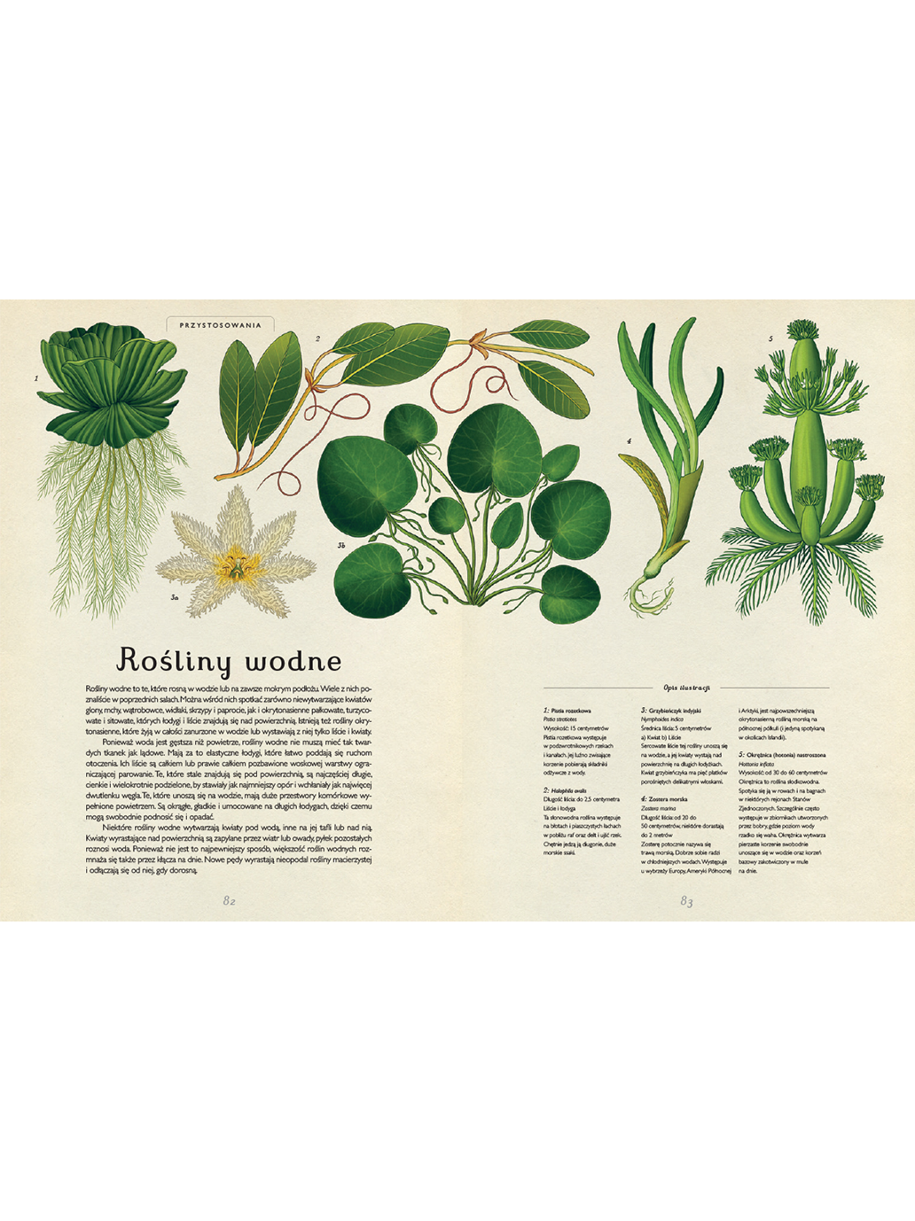 W Muzeum. Botanicum Wydawnictwo Dwie Siostry BÉBÉ Concept