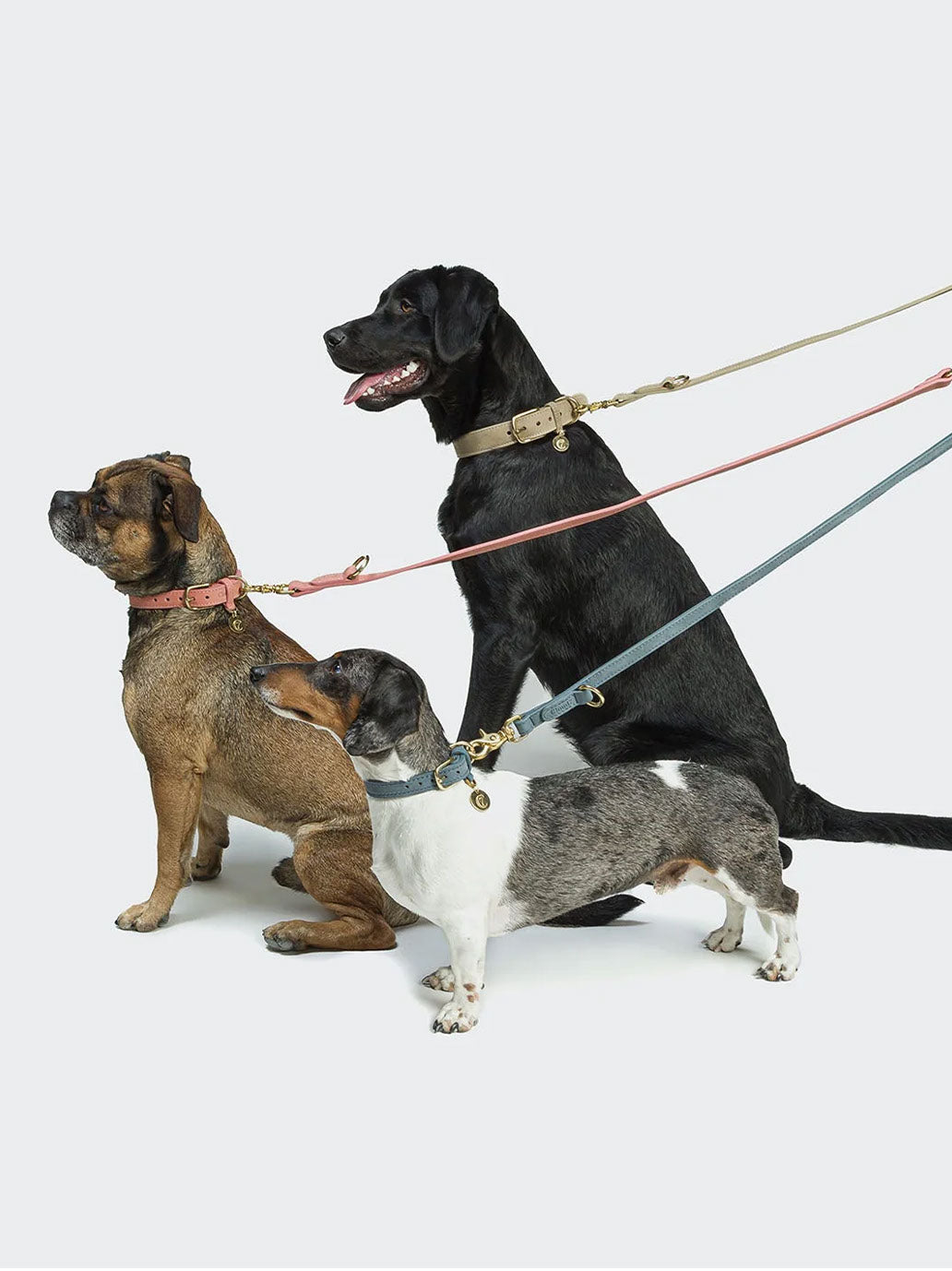 Obroża dla psa Tiergarten Cloud7 BEBE Concept