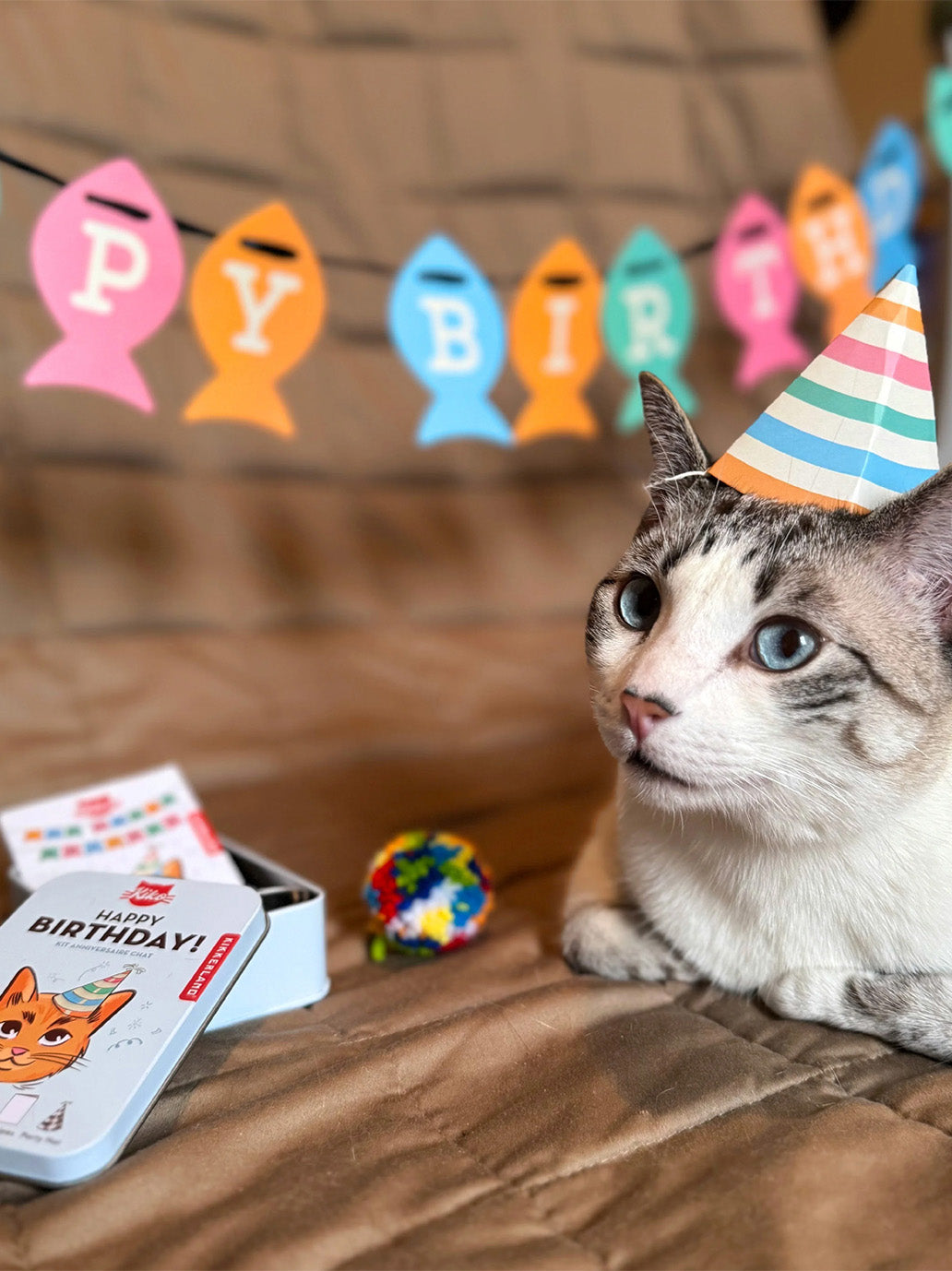 Zestaw dla kota Kobe Cat Birthday Kit Kikkerland BÉBÉ Concept