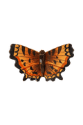 Drewniany magnes Comma Butterfly
