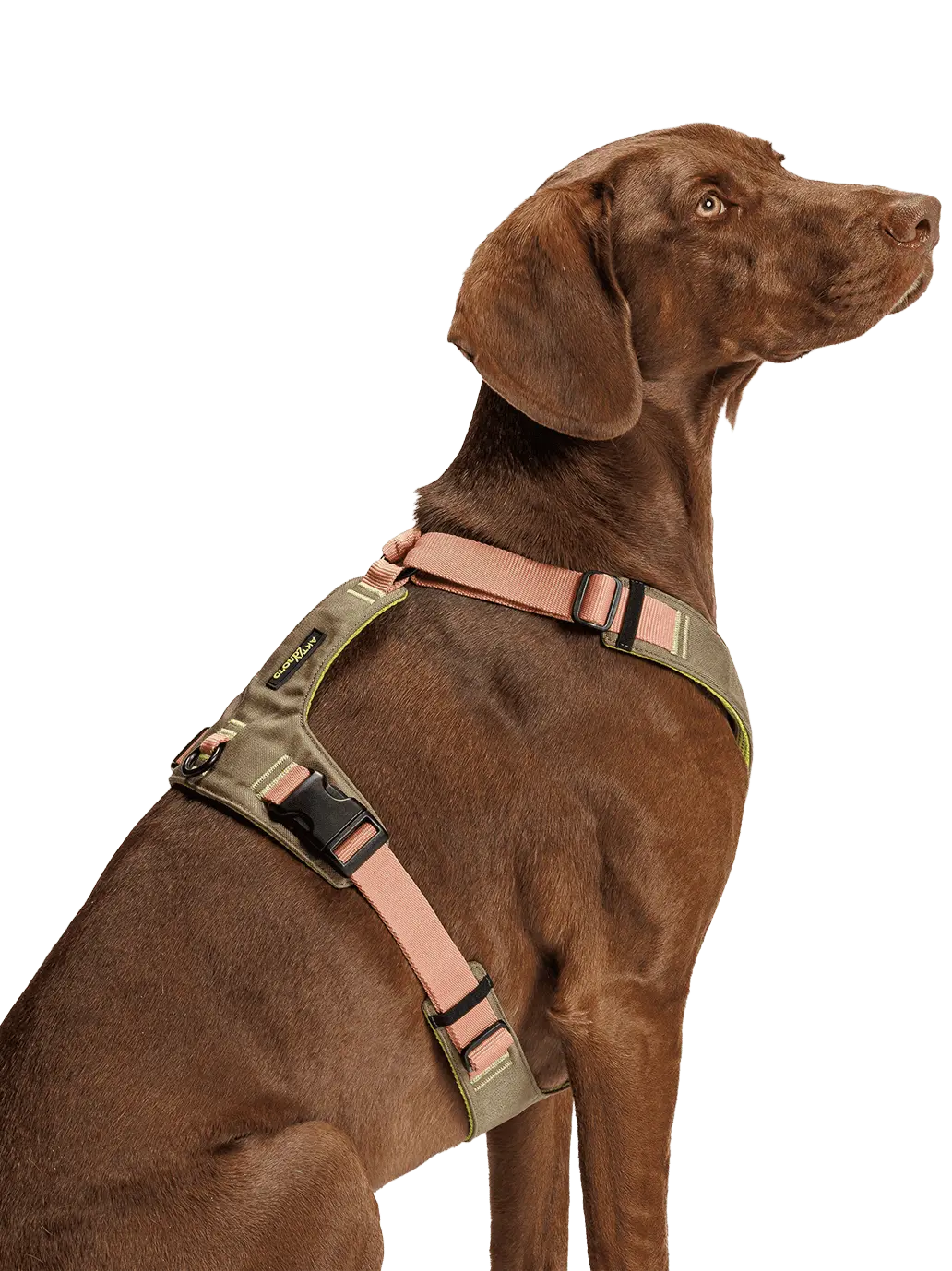 Szelki dla psa Y-2 Harness Aktiv Cloud7 BÉBÉ Concept 