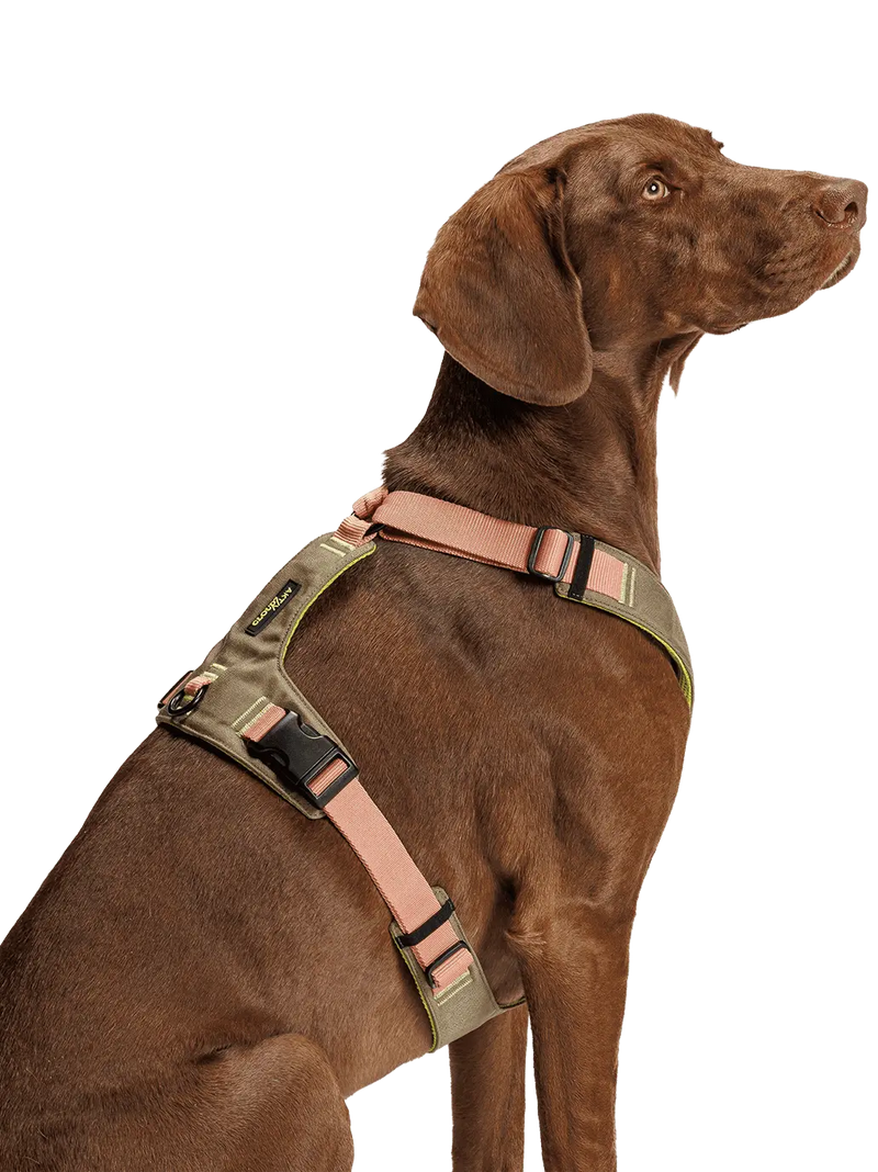 Szelki dla psa Y-2 Harness Aktiv Cloud7 BÉBÉ Concept 