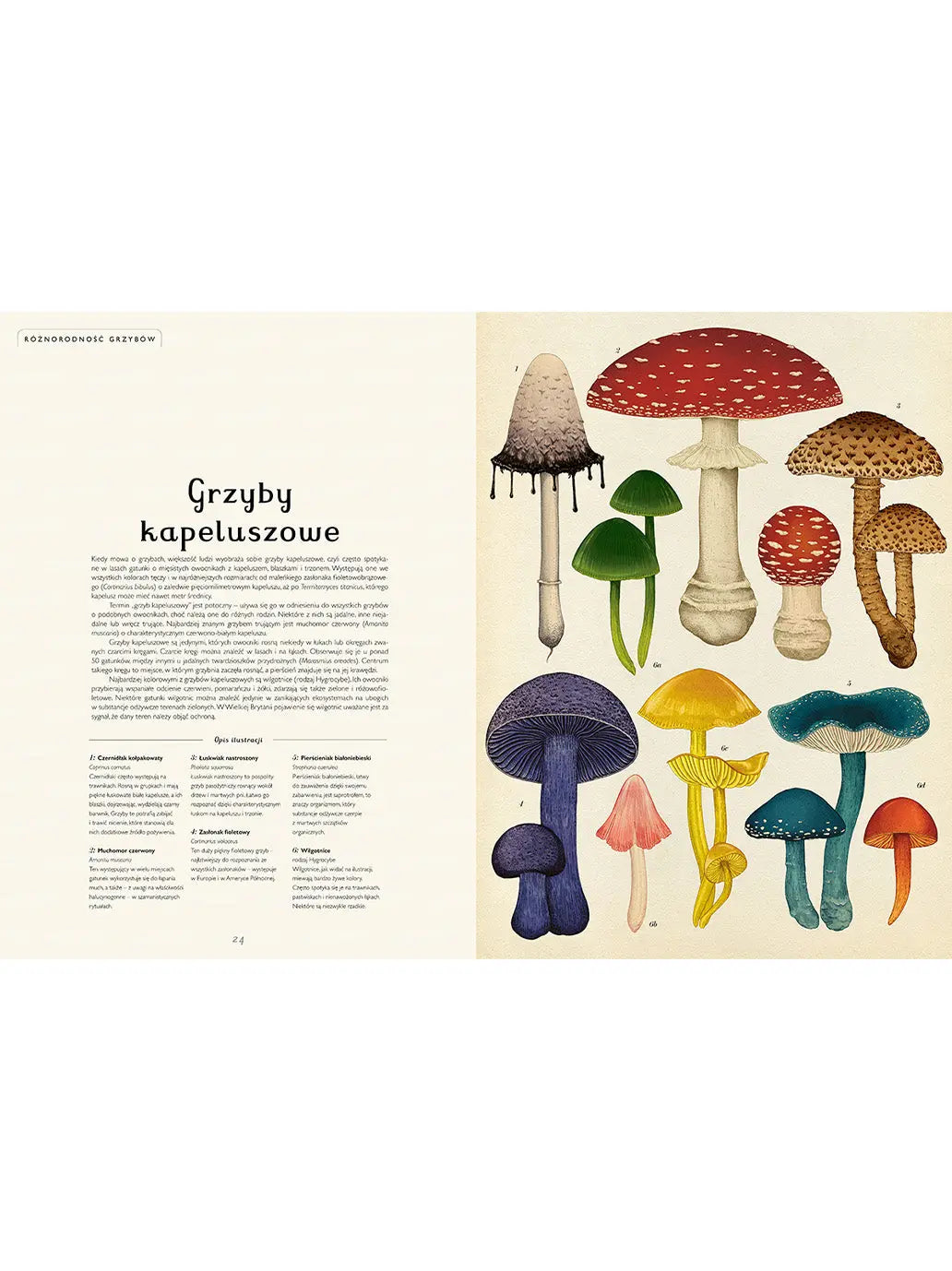 W Muzeum. Fungarium Wydawnictwo Dwie Siostry BÉBÉ Concept