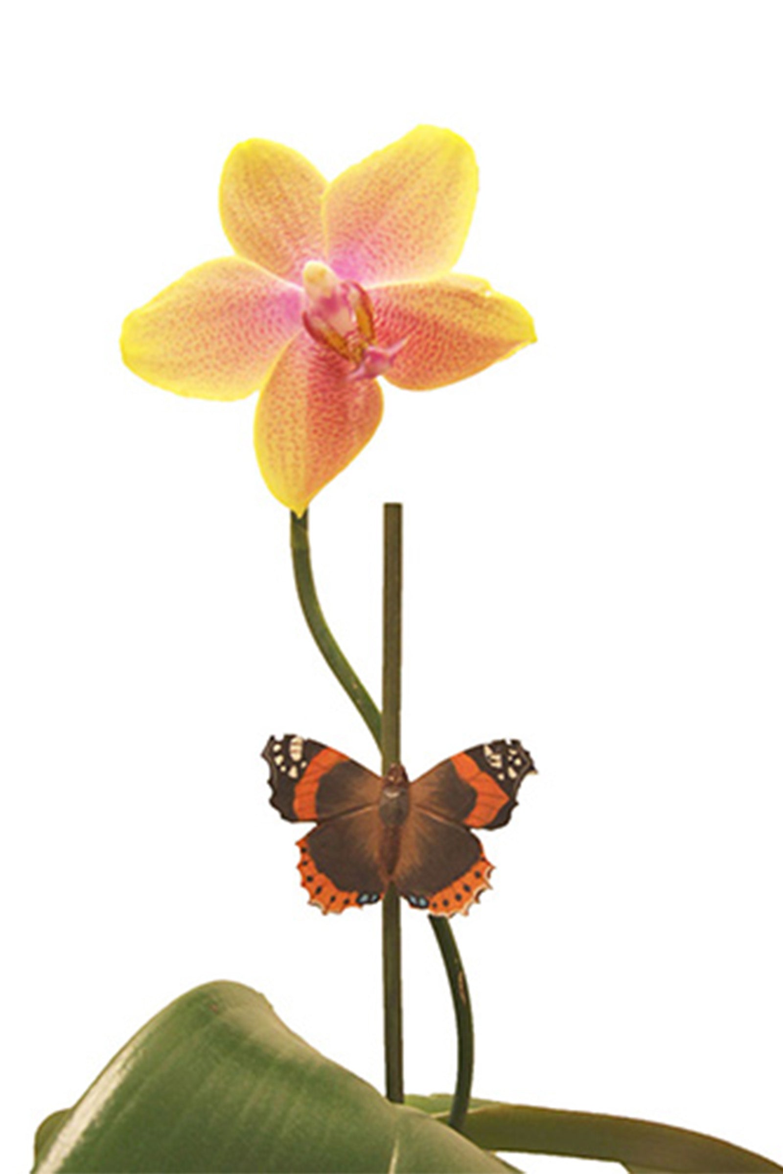 Wooden Magnet Butterfly Red Admiral