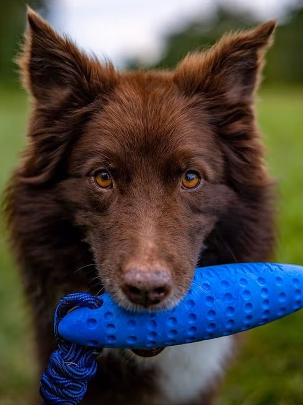 Aport dla psa ze sznurem Zeppelin Kiwi Walker BÉBÉ Concept 