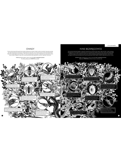 Gabinet owadów Wydawnictwo Dwie Siostry BÉBÉ Concept