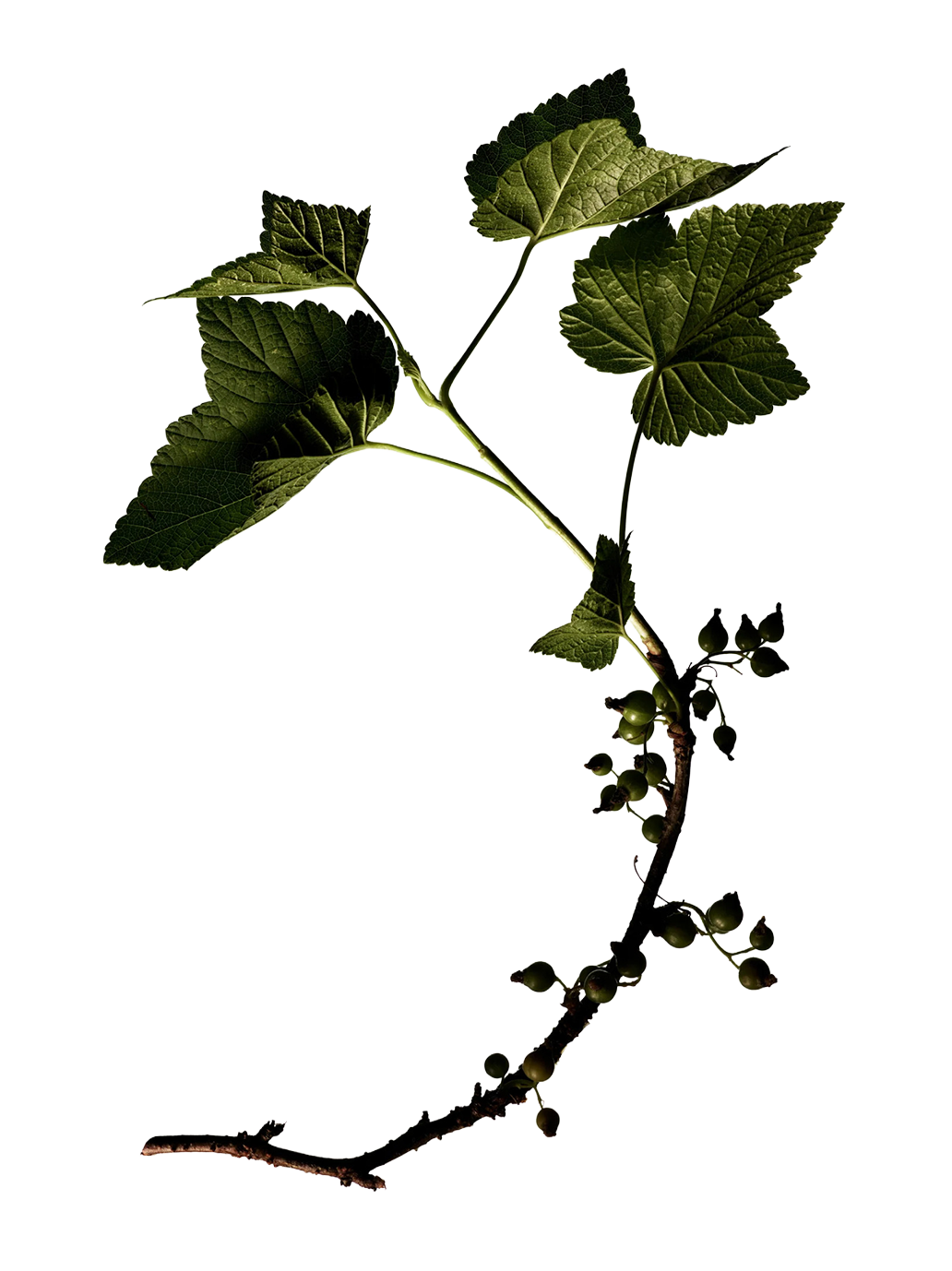 Wielofunkcyjny olejek Tinted Beauty Potion Manasi 7 BÉBÉ Concept 