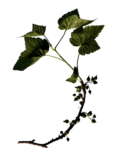 Wielofunkcyjny olejek Tinted Beauty Potion Manasi 7 BÉBÉ Concept 