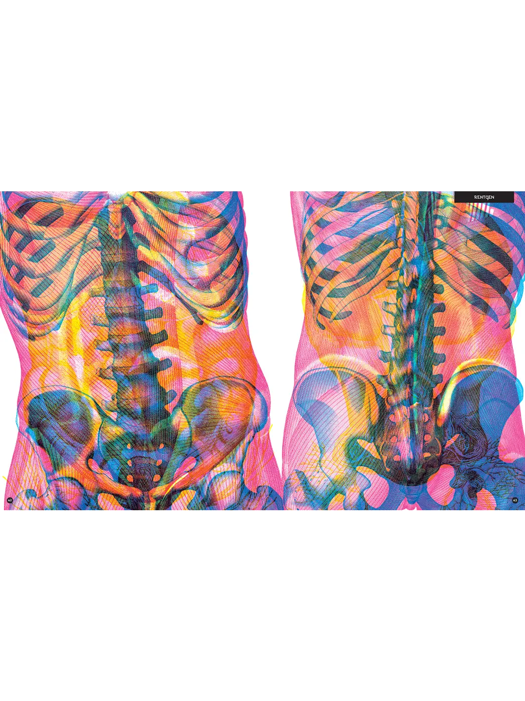 Gabinet anatomii Wydawnictwo Dwie Siostry BÉBÉ Concept