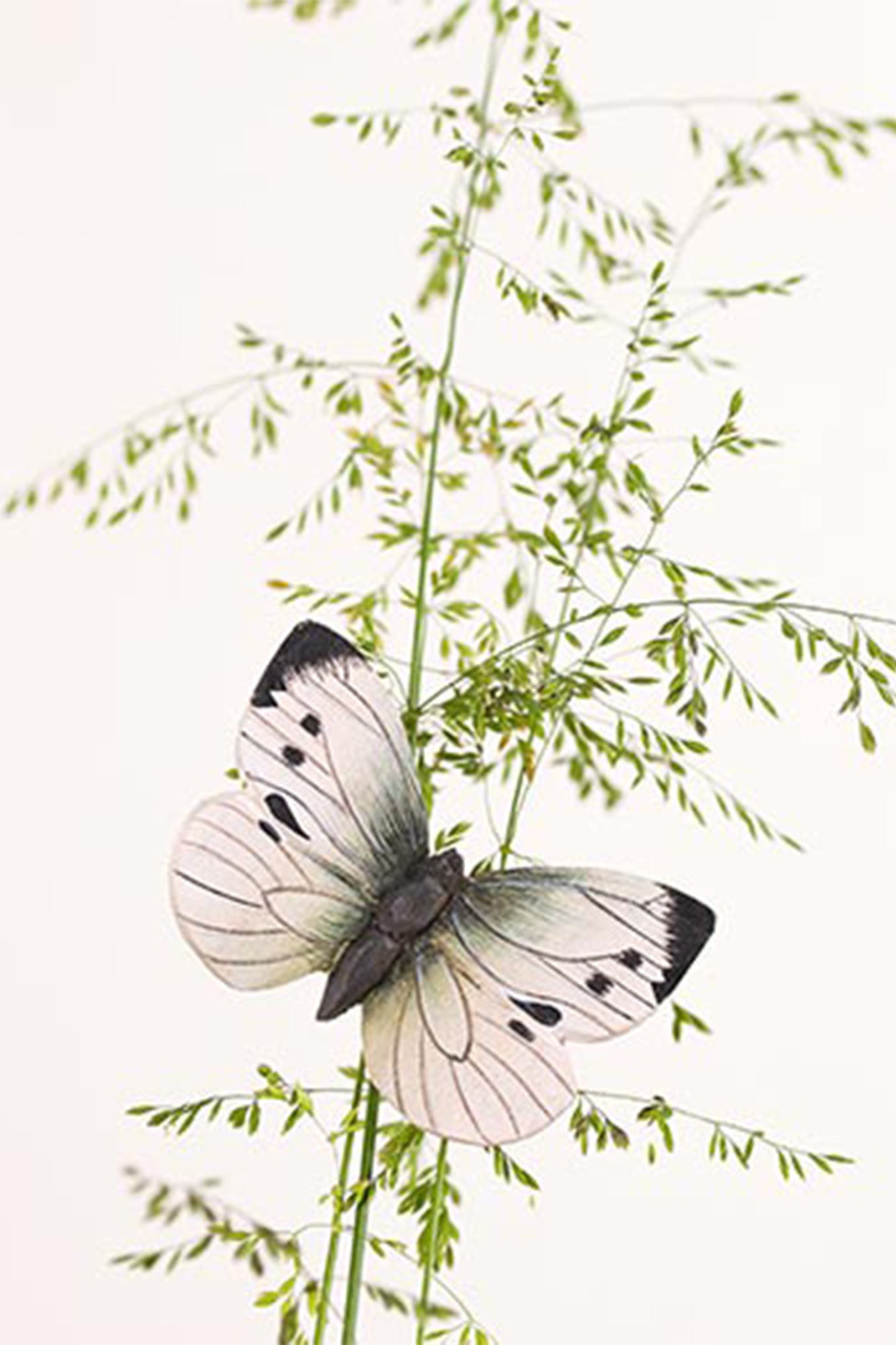 Wooden Magnet Butterfly Large White