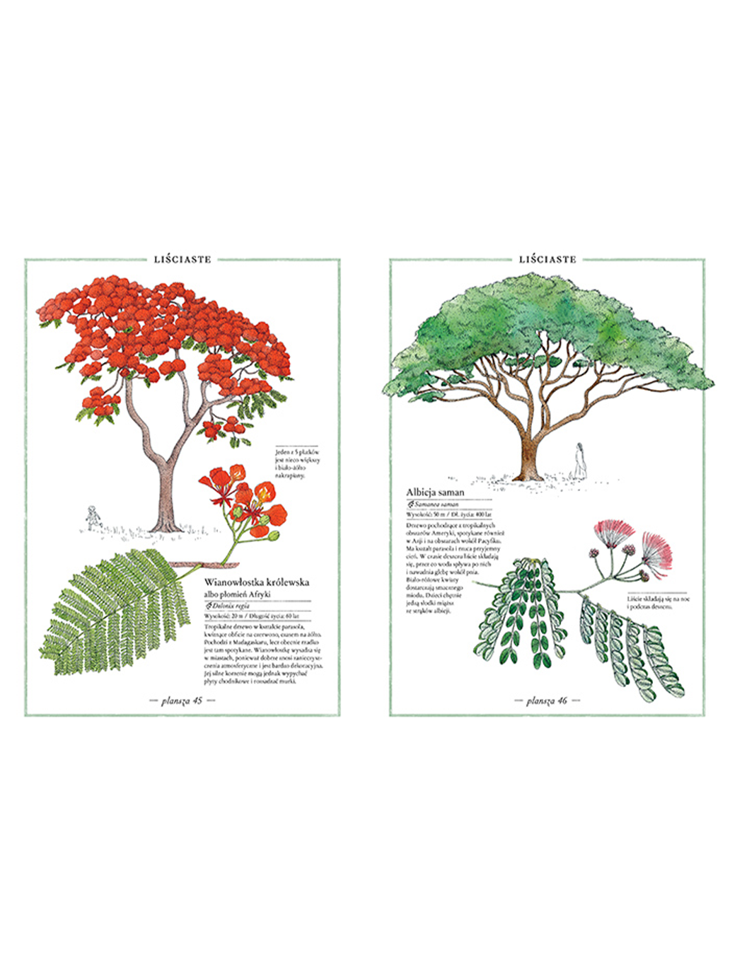 Ilustrovaný soupis stromů