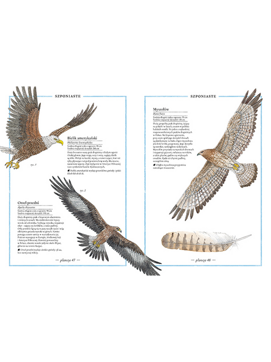 Ilustrovaný soupis ptáků