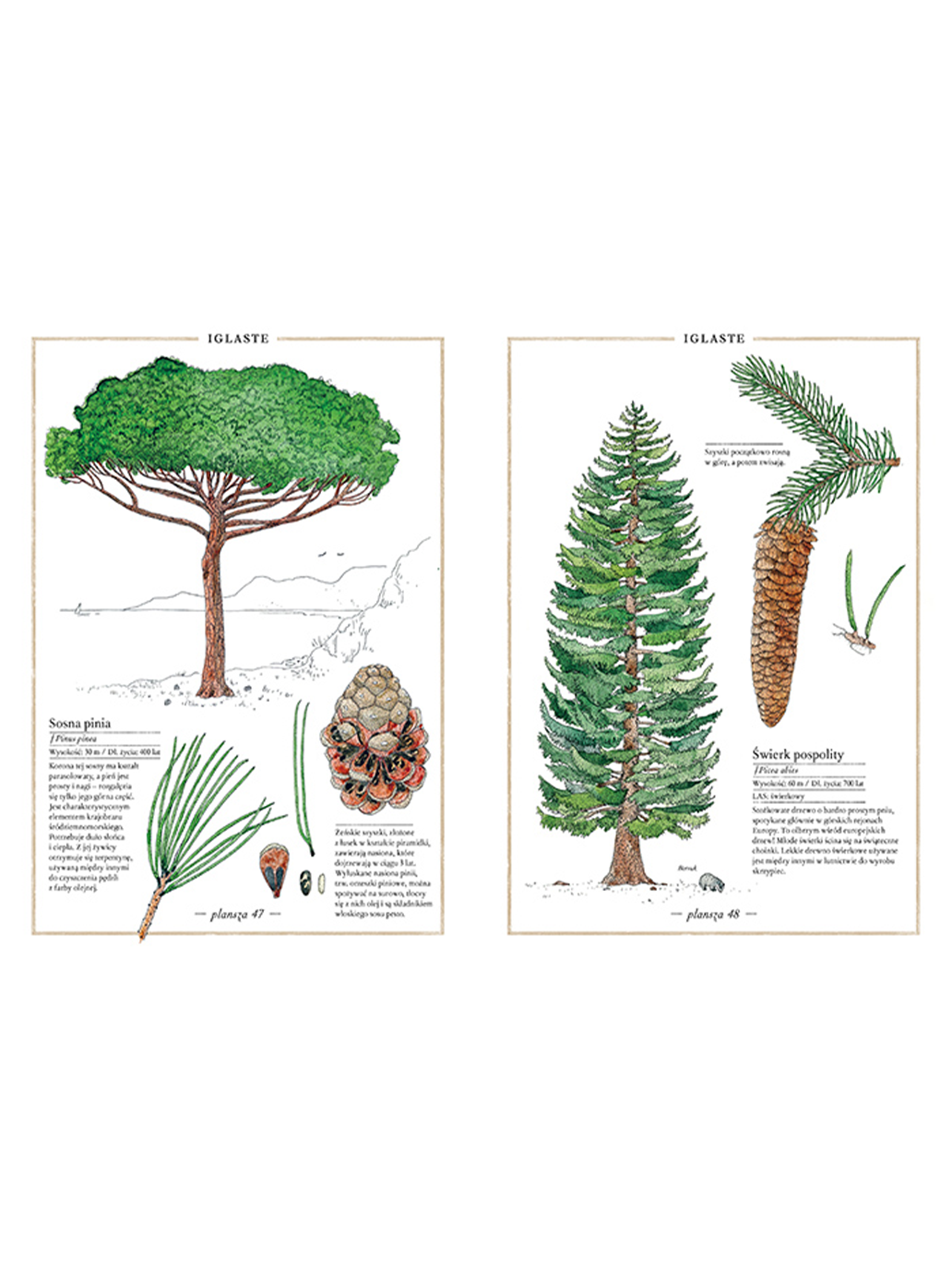 Ilustrovaný soupis stromů