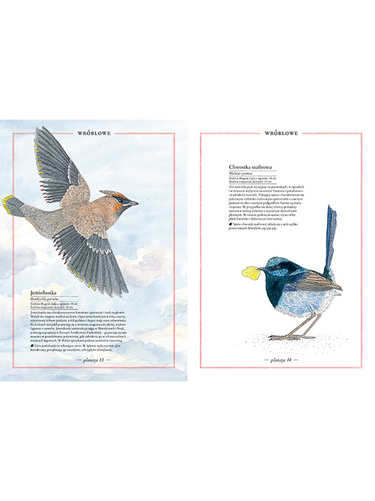 Ilustrovaný soupis ptáků