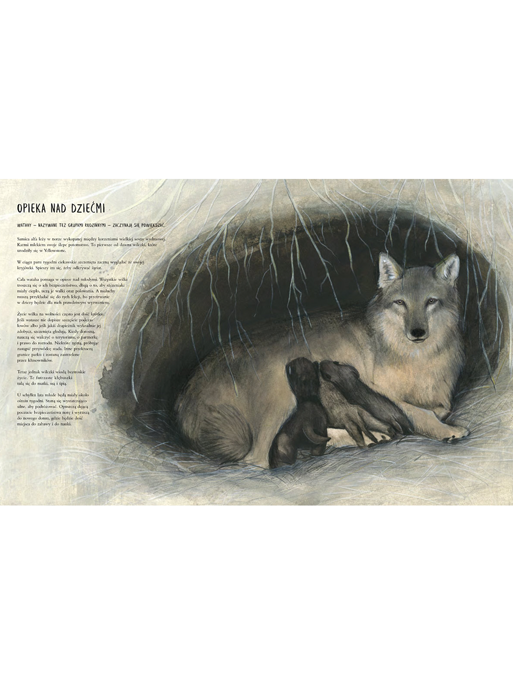 Czternaście wilków. O strażnikach ekosystemu Wydawnictwo Nasza Ksiegarnia BÉBÉ Concept