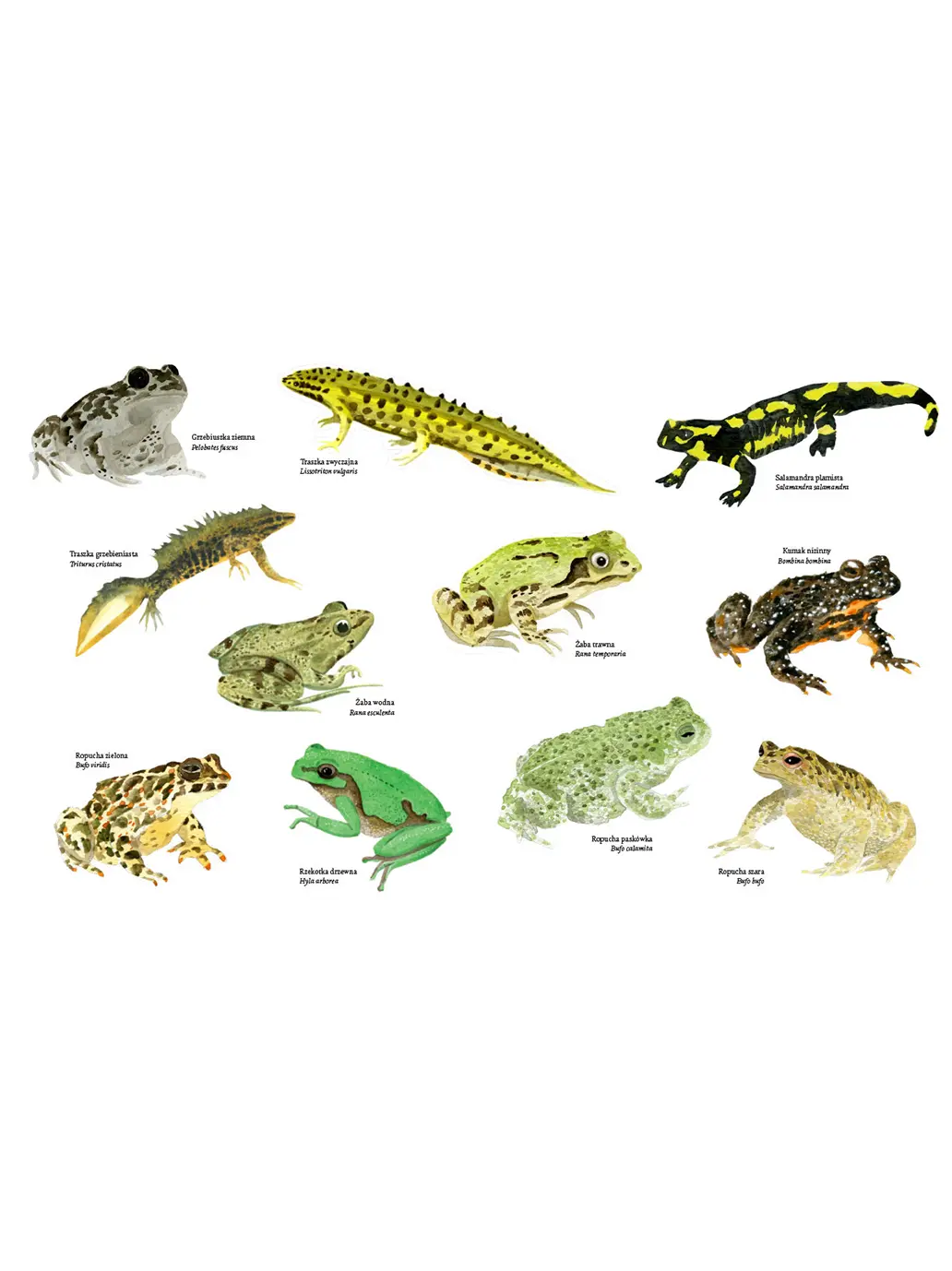 Na dworze. Przewodnik dla odkrywców przyrody Wydawnictwo Dwie Siostry BÉBÉ Concept