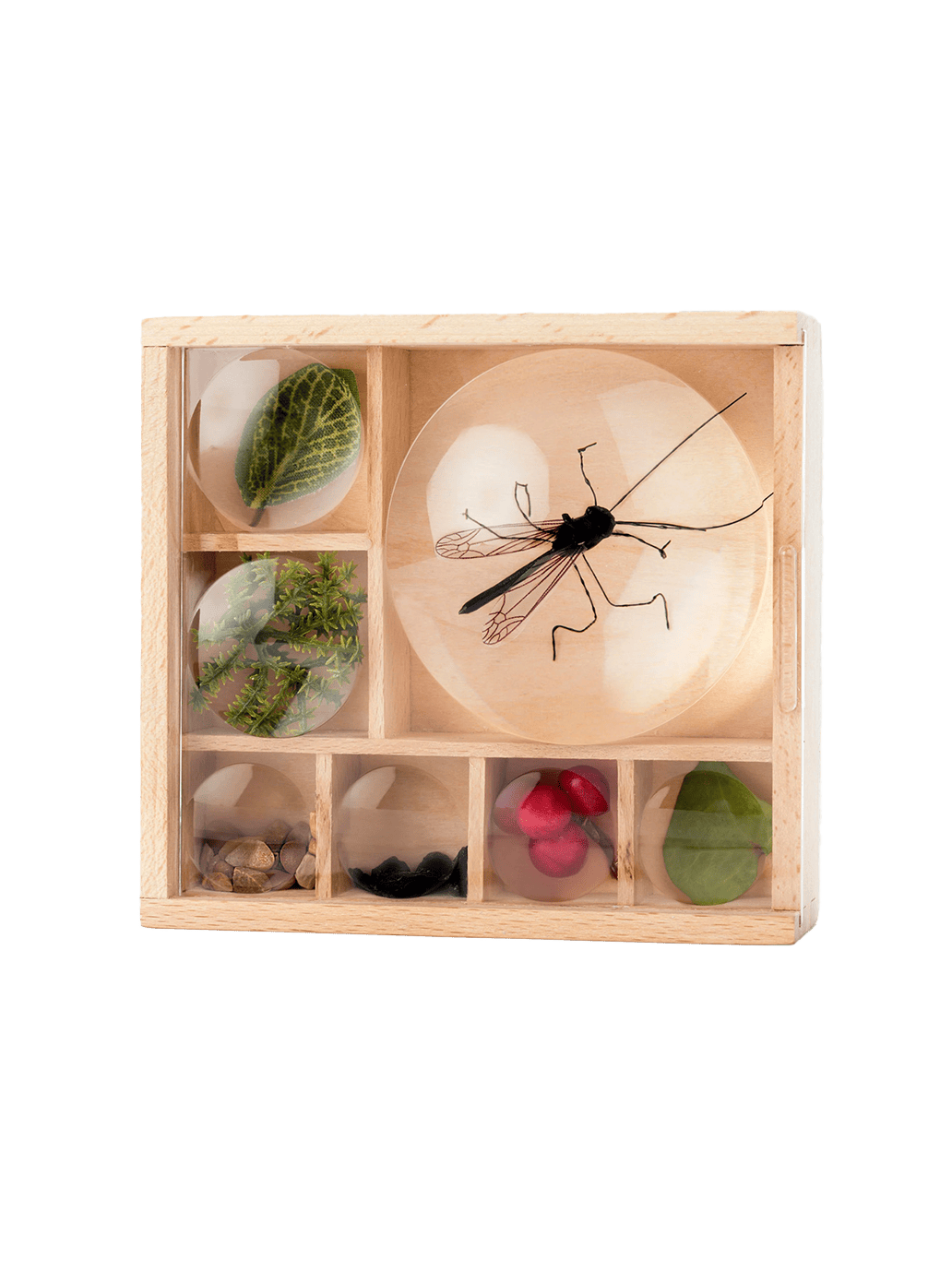 Organizer na skarby Huckleberry My Little Museum Kikkerland BÉBÉ Concept 