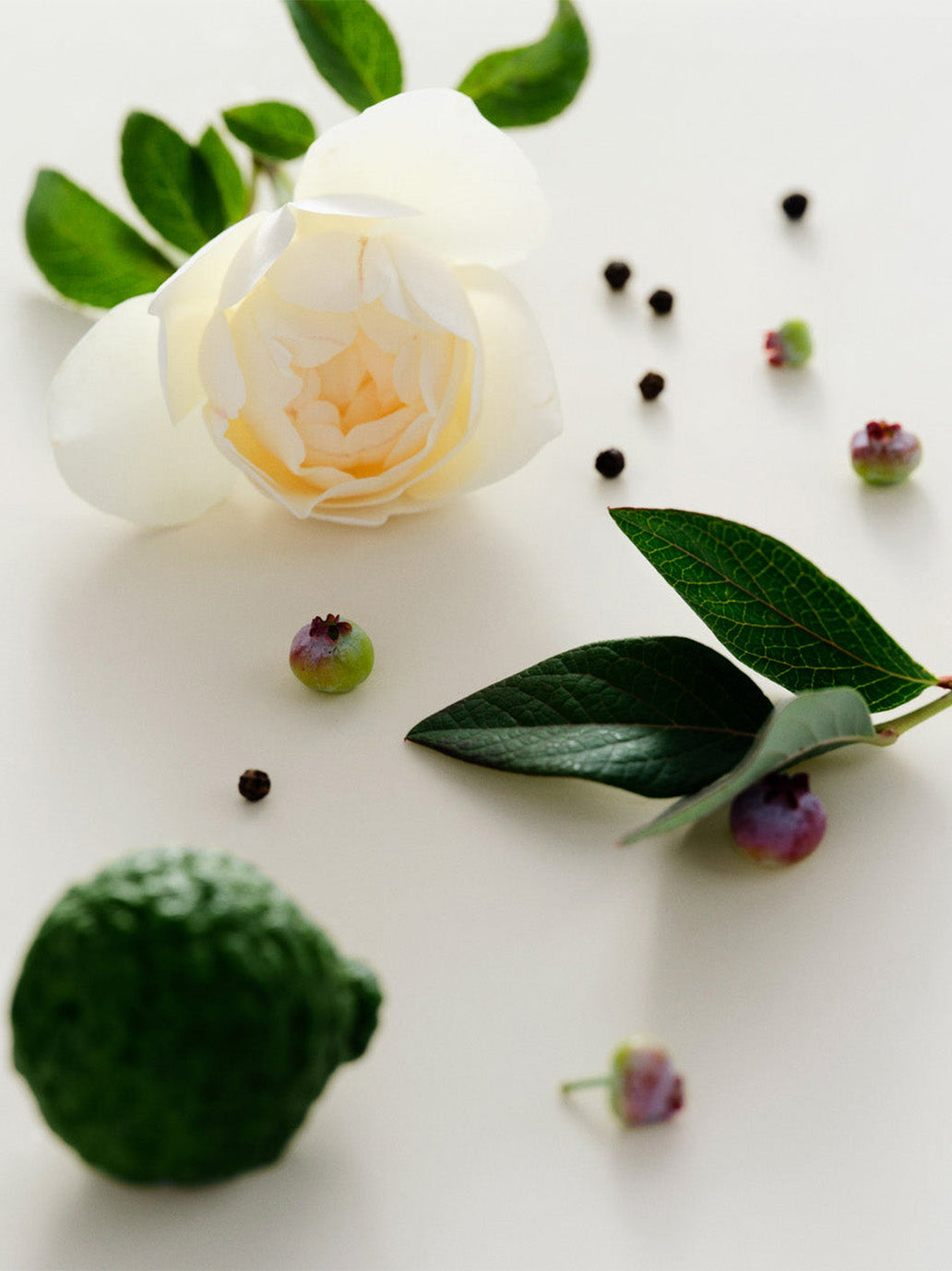 Eau de Parfum 50 ml CASSIS