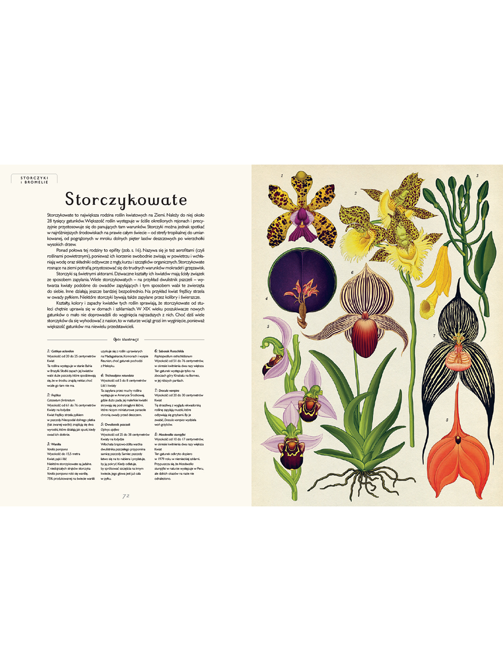 W Muzeum. Botanicum Wydawnictwo Dwie Siostry BÉBÉ Concept