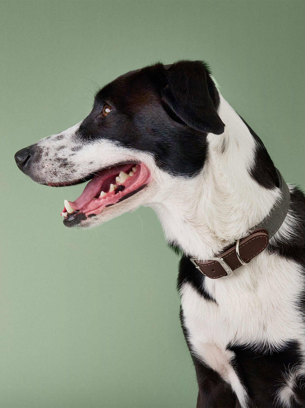 Obroża dla psa Tivoli Cloud7 BÉBÉ Concept 