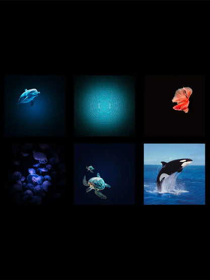 Projektor Kidystar Kidywolf BÉBÉ Concept 