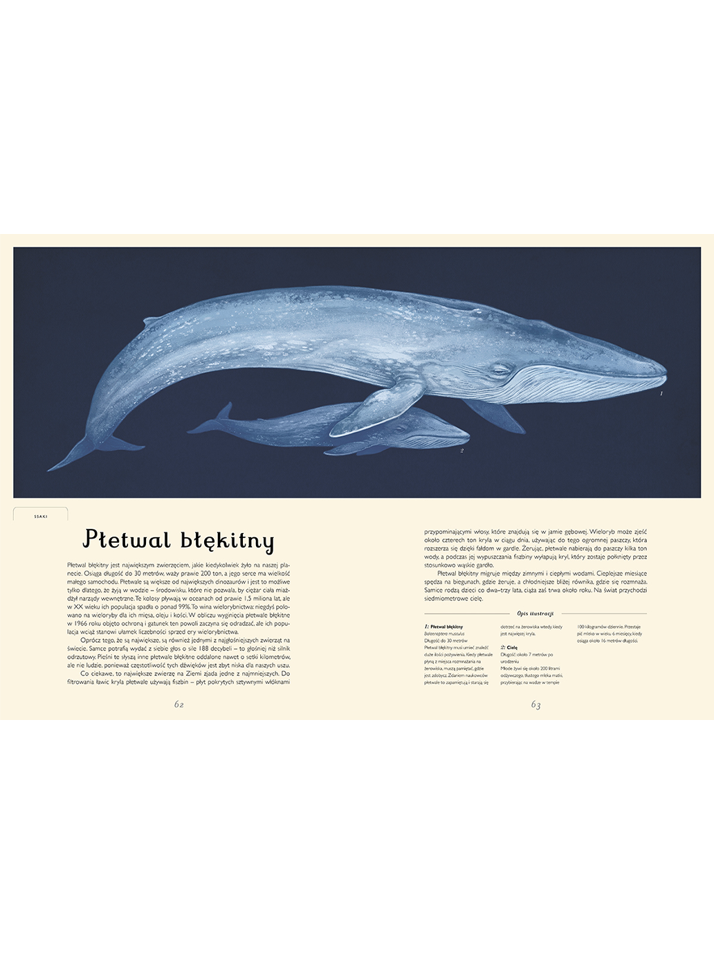 W Muzeum. Oceanarium Wydawnictwo Dwie Siostry BÉBÉ Concept