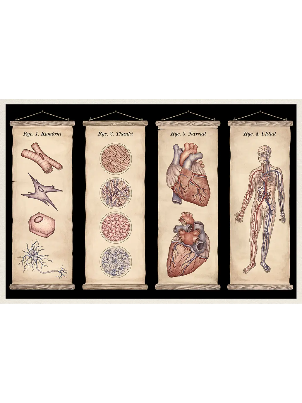 W Muzeum. Anatomicum Wydawnictwo Dwie Siostry BÉBÉ Concept