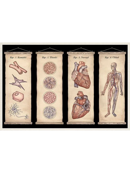 W Muzeum. Anatomicum Wydawnictwo Dwie Siostry BÉBÉ Concept