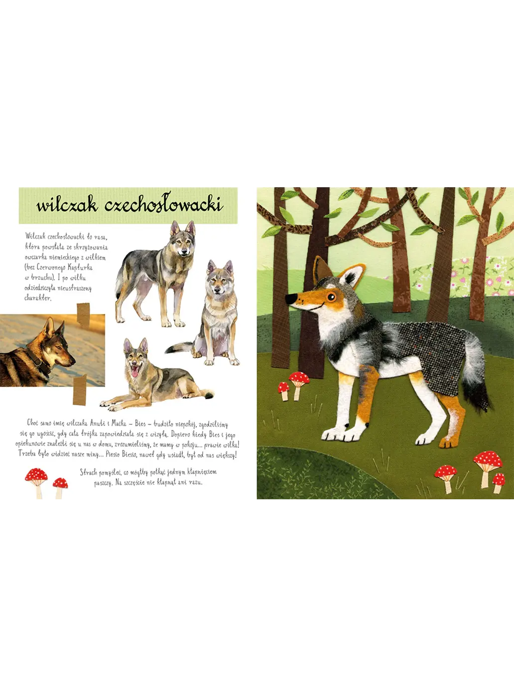 Mały atlas psów i szczeniaków Ewy i Pawła Pawlaków Wydawnictwo Nasza Ksiegarnia BÉBÉ Concept 