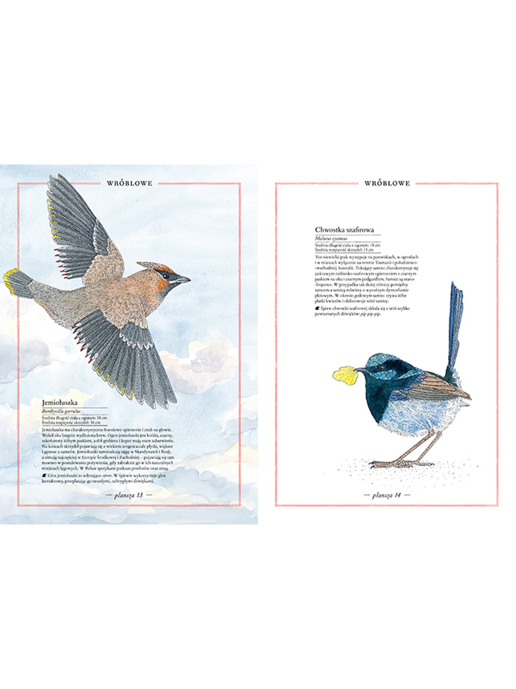Ilustrowany inwentarz ptaków Wydawnictwo Zakamarki BÉBÉ Concept