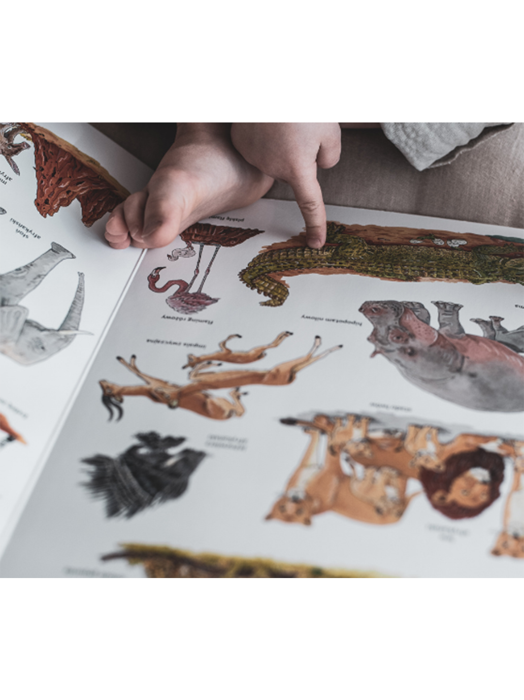 Wielka księga zwierząt Wydawnictwo SAM BÉBÉ Concept