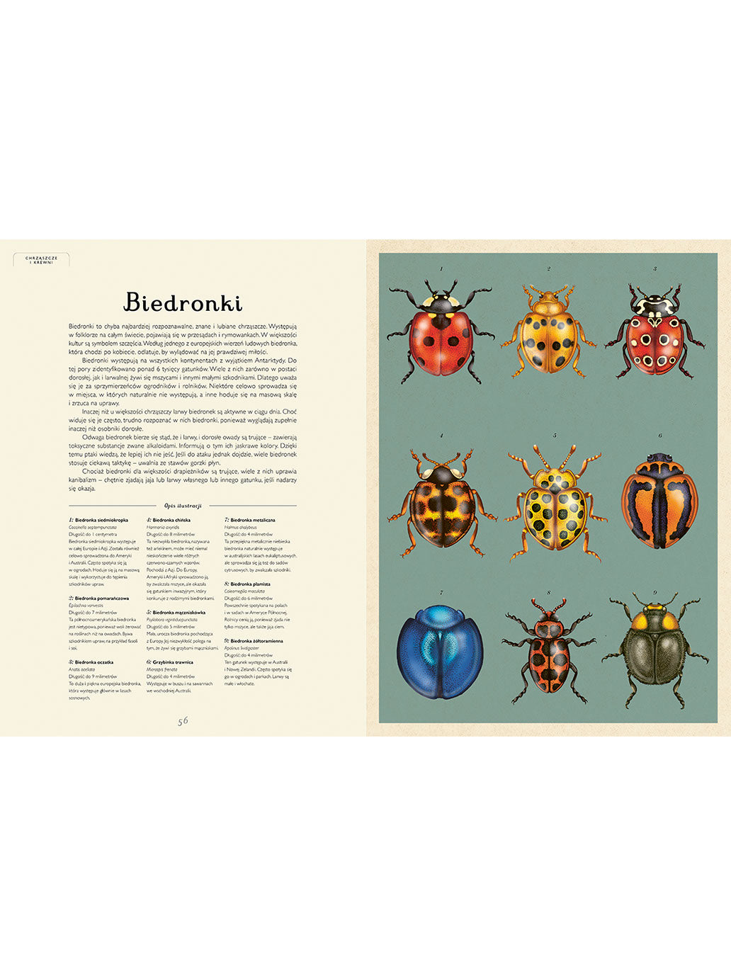 W Muzeum. Insektarium Wydawnictwo Dwie Siostry BÉBÉ Concept 