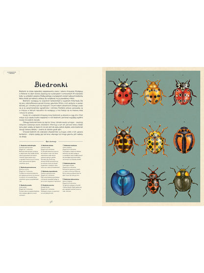 W Muzeum. Insektarium Wydawnictwo Dwie Siostry BÉBÉ Concept 