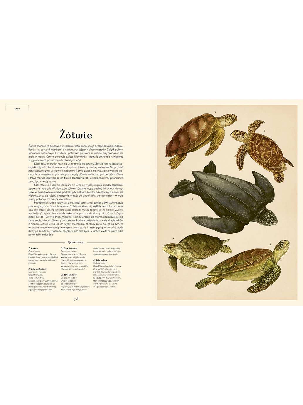 W Muzeum. Oceanarium Wydawnictwo Dwie Siostry BÉBÉ Concept