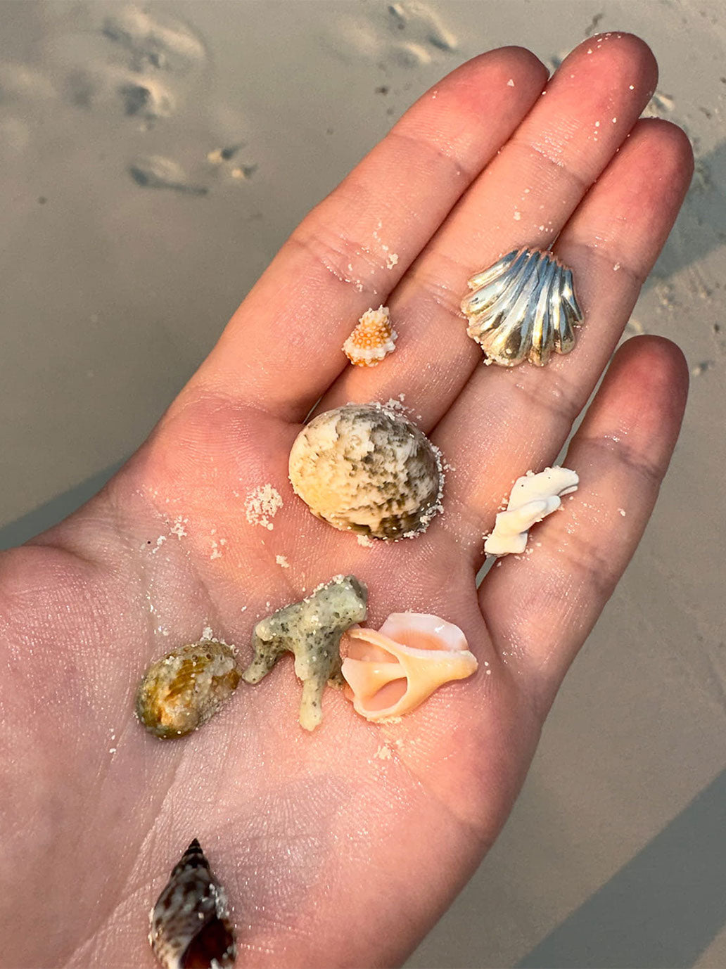 Kolczyki Seashell MAAR BÉBÉ Concept 