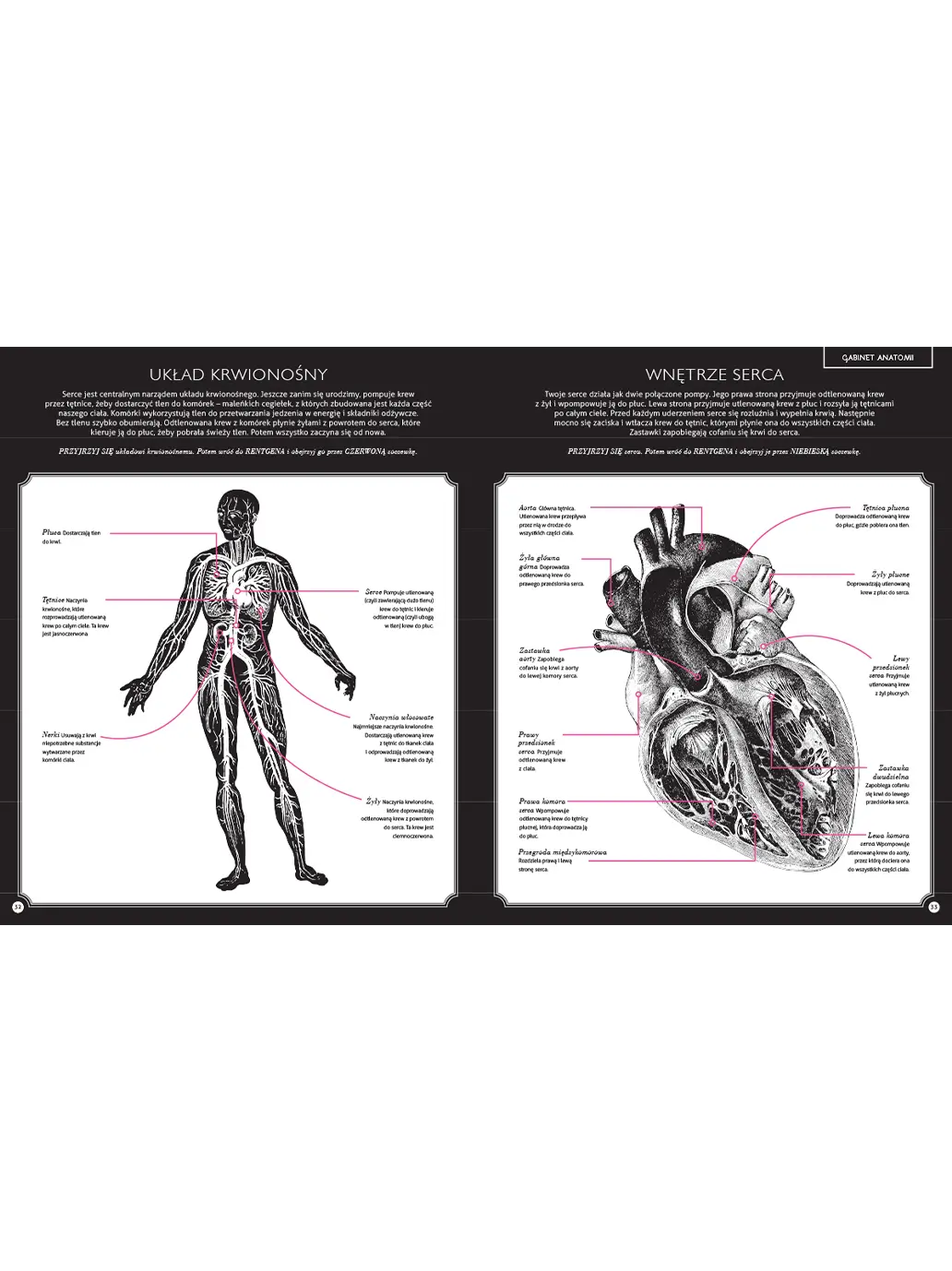 Gabinet anatomii Wydawnictwo Dwie Siostry BÉBÉ Concept