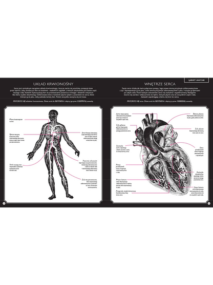 Gabinet anatomii Wydawnictwo Dwie Siostry BÉBÉ Concept