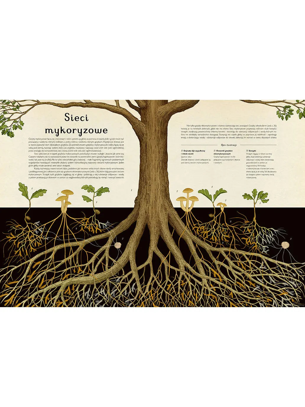 W Muzeum. Fungarium Wydawnictwo Dwie Siostry BÉBÉ Concept