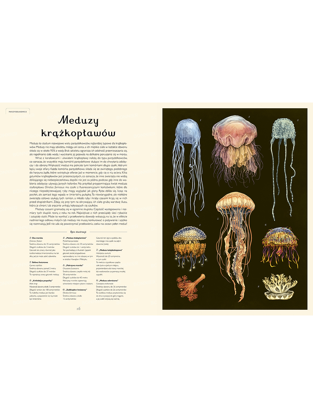 W Muzeum. Oceanarium Wydawnictwo Dwie Siostry BÉBÉ Concept