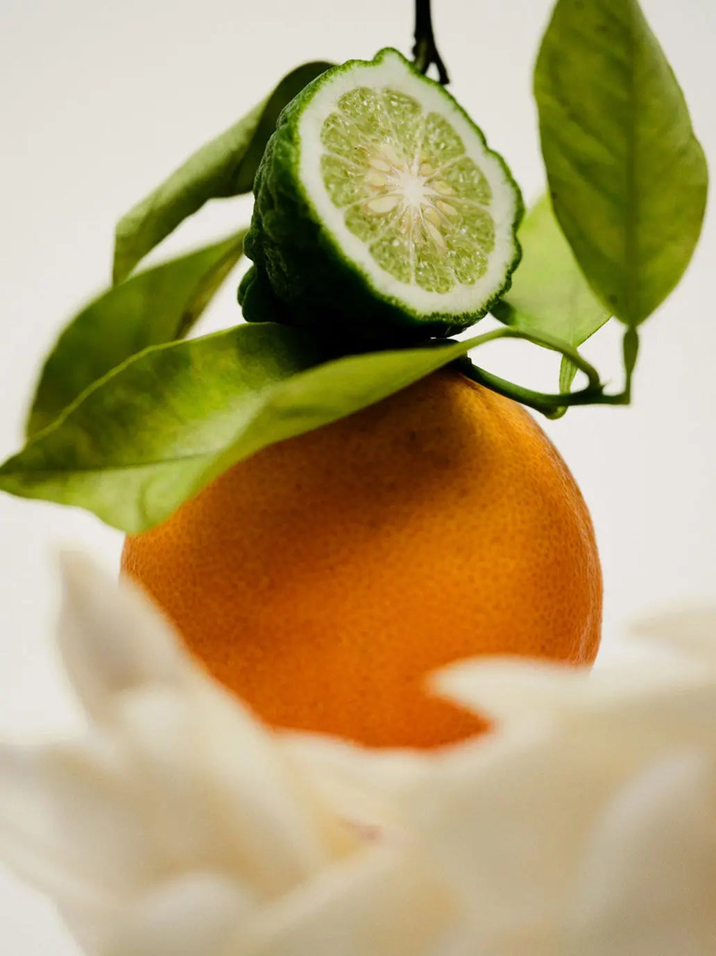 Naturalne perfumy w olejku No. 12 Maison Louis Marie BEBE Concept 