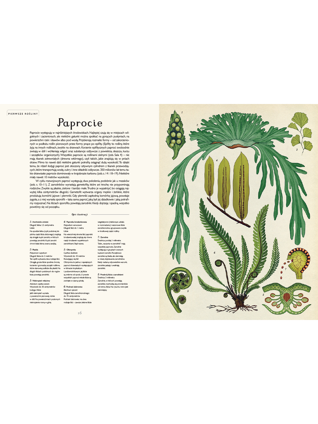 W Muzeum. Botanicum Wydawnictwo Dwie Siostry BÉBÉ Concept