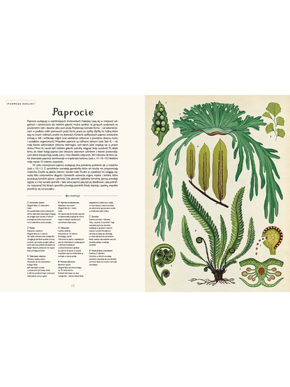 W Muzeum. Botanicum Wydawnictwo Dwie Siostry BÉBÉ Concept