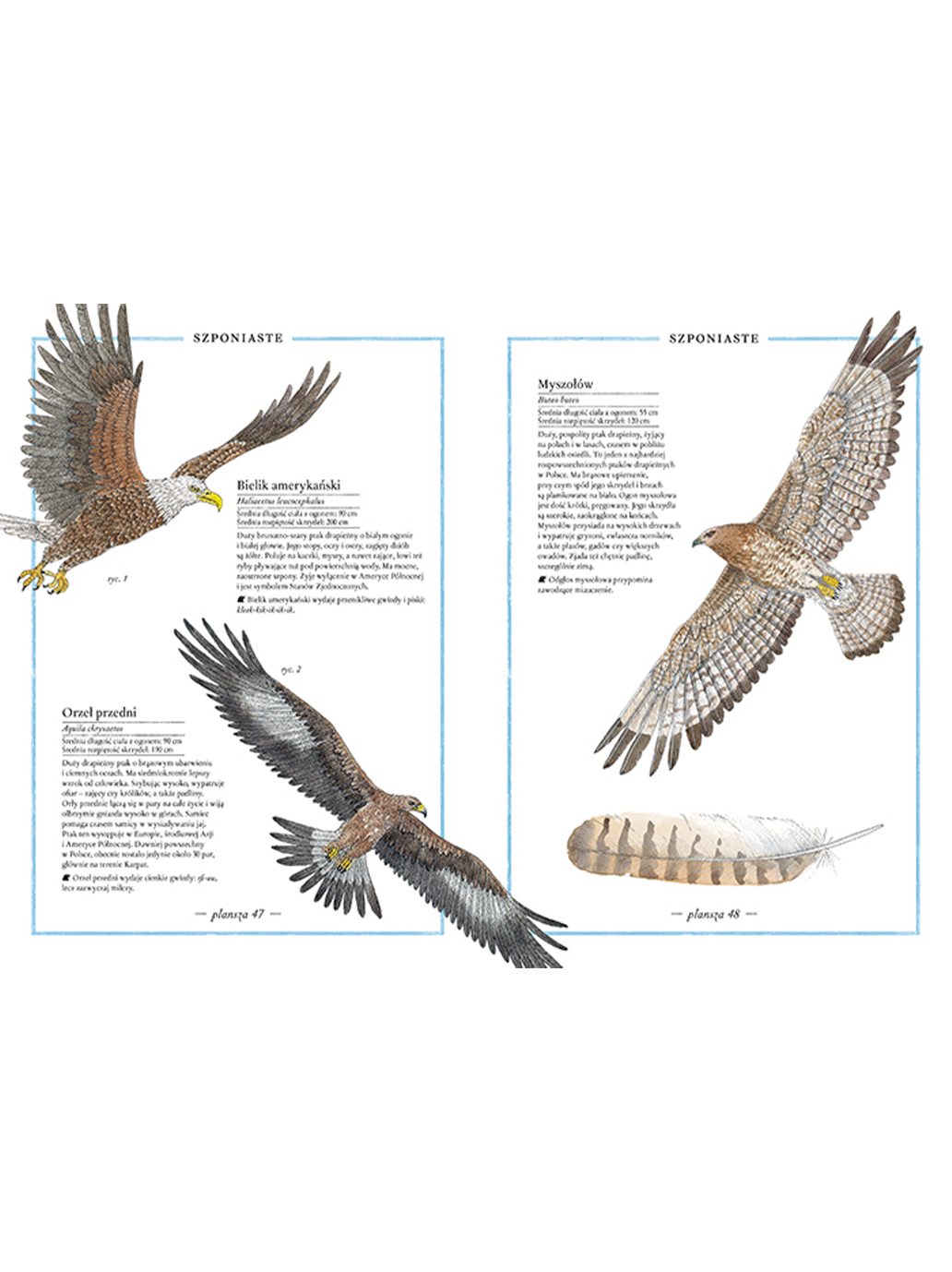 Ilustrowany inwentarz ptaków Wydawnictwo Zakamarki BÉBÉ Concept