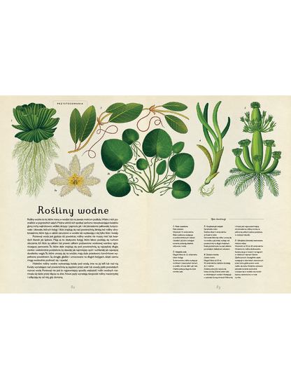 W Muzeum. Botanicum Wydawnictwo Dwie Siostry BÉBÉ Concept